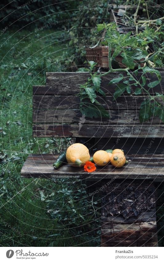 A rain-soaked garden. Freshly harvested vegetables lie on the old wooden garden bench. Garden Harvest Vegetable Pumpkin Zucchini Food Organic Green Healthy