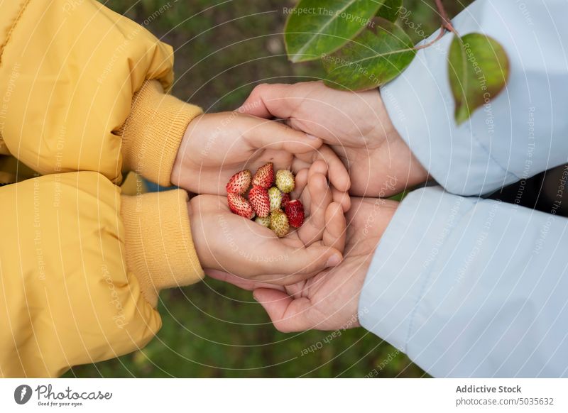 Faceless child sharing strawberries with mon in autumn nature mother strawberry pour garden mom share harvest countryside collect pick cultivate rural helper