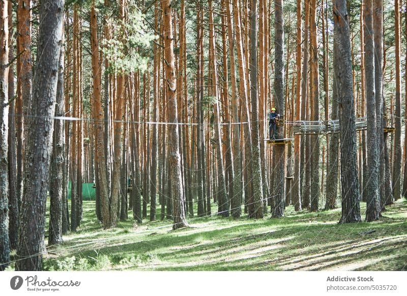 Kid on rope course in forest child obstacle tree coniferous weekend summer hobby recreation explore adventure park zipline challenge woods platform pine season