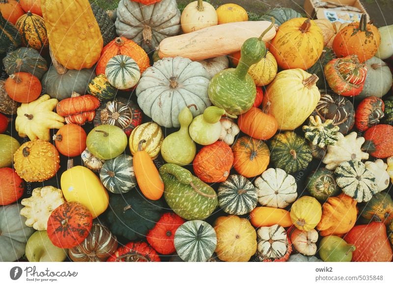 Ecodeco Ornamental pumpkins Vegetable Pumpkin time Decoration Ornamental plant ornamental Pumpkin plants Autumn Colour photo Food Organic produce Autumnal