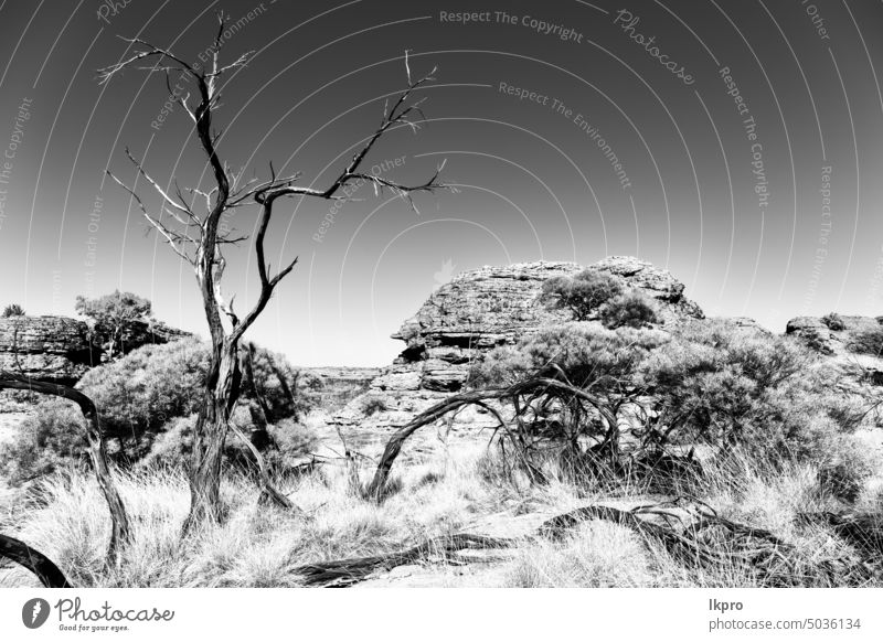 the kings canyon nature wild and outback australia northern territory landscape red rock tree hill desert park watarrka dry australian np national natural