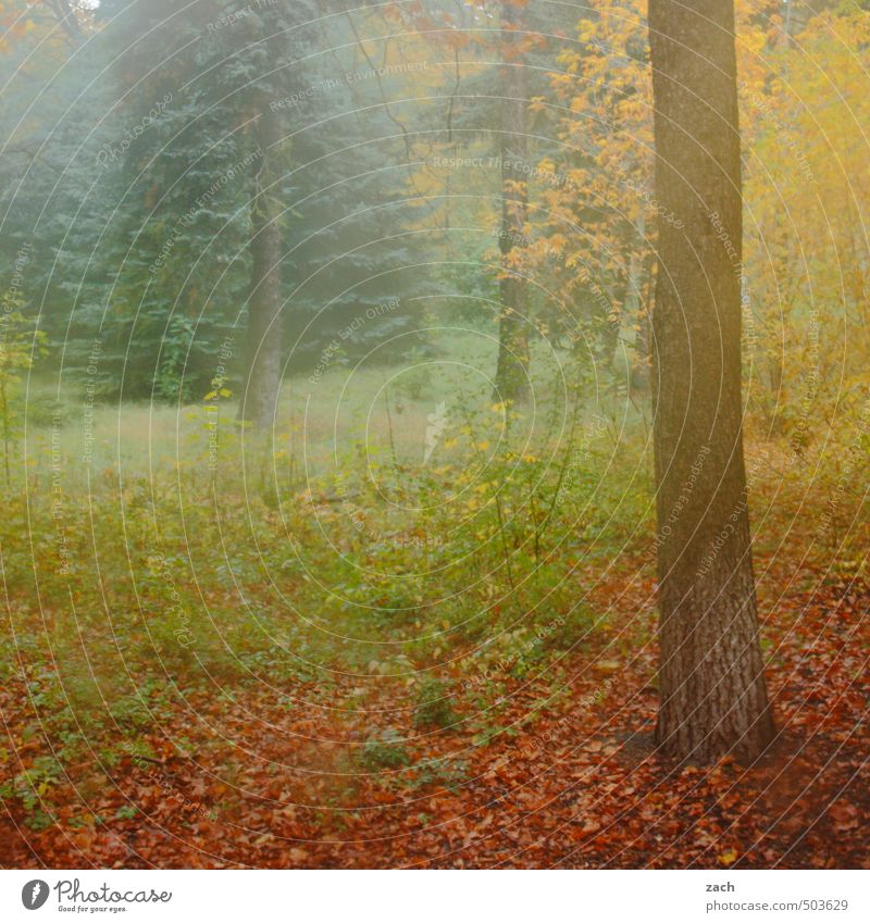 autumn Environment Nature Plant Autumn Bad weather Fog Tree Grass Meadow Forest Faded Brown Green Sadness Transience Leaf Autumn leaves Autumnal Colour