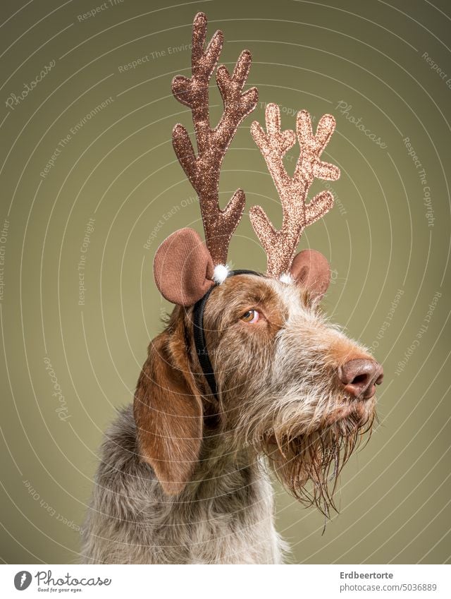 Dog with antlers at Christmas time Hound Animal Animal portrait Pet Funny funny face funny dog cladding Christmas & Advent Christmas decoration Puppydog eyes