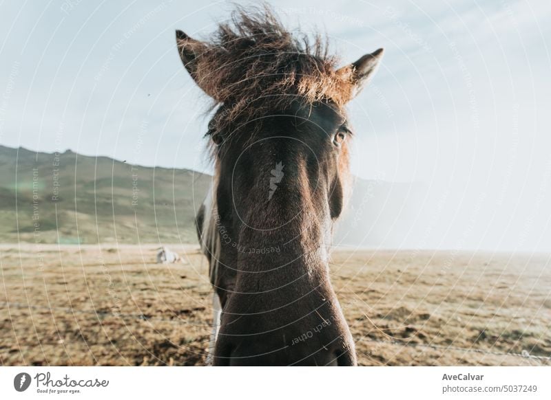 Wild horse in the middle of a meadow, Iceland wild animalia, horse with long hair nature mountain outdoor mammal wildlife cloud iceland sky beautiful landscape