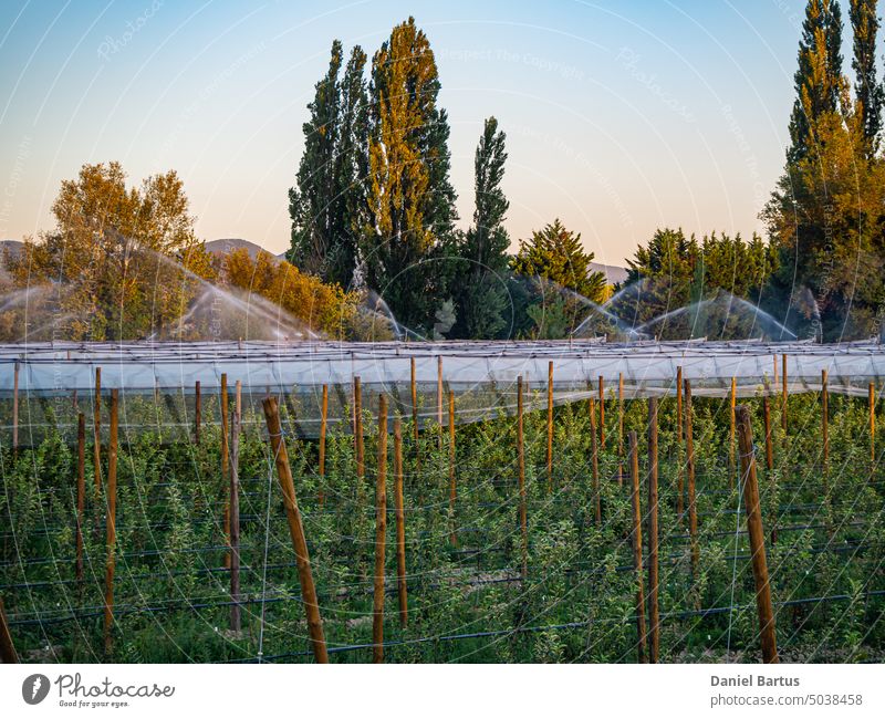 Watering a field with pear trees with hail net over trees during the setting sun agriculture apple apple farm Apple Tree background beautiful black netting blue