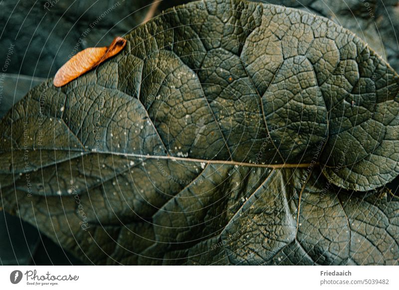 Dark green large wild plant leaves as close up of leaf veins and small colorful leaf Leaf Rachis Wild plant Green Foliage plant Nature Plant Colour photo