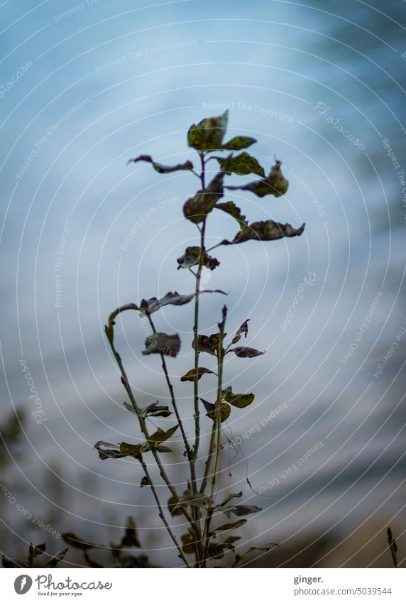 Plant by the river shrub Water colored leaves Color gradient Nature Close-up Exterior shot naturally Shallow depth of field bokeh Environment Autumn Deserted