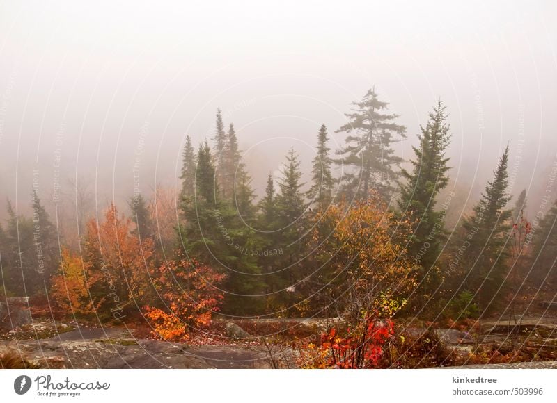 Foggy autumn morning Vacation & Travel Adventure Sightseeing Mountain Hiking Environment Nature Landscape Plant Clouds Autumn Weather Tree Bushes Leaf