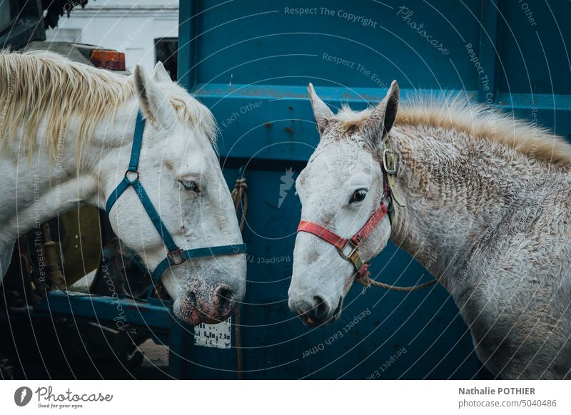 Horses at the farmer's market head marrket Farm animal Head Animal portrait Exterior shot Horse's head Day Animal face Colour photo