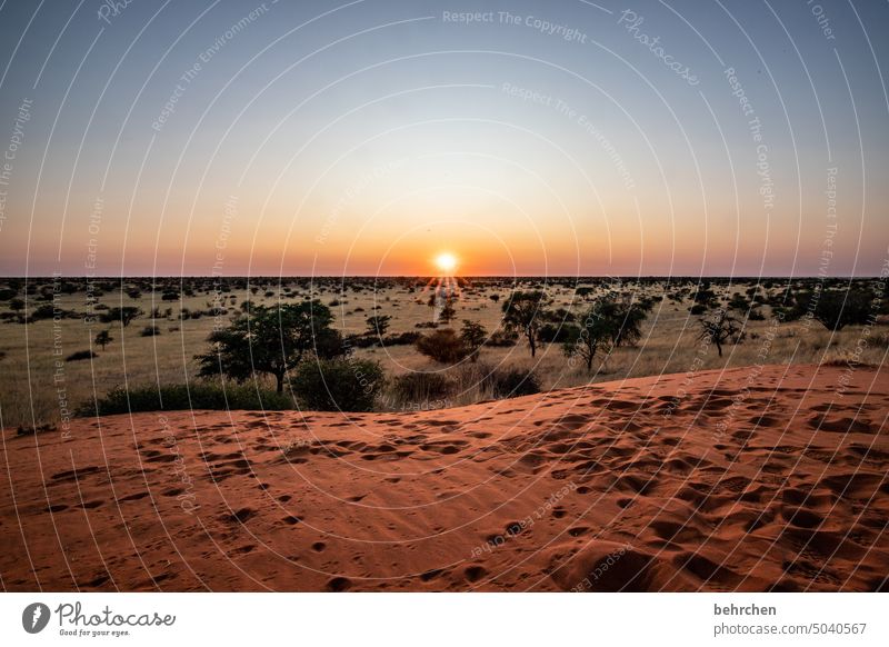 awake duene Impressive Sand Warmth Dream Dawn Sunrise Kalahari desert Namibia Far-off places Africa Wanderlust travel Colour photo Landscape Loneliness