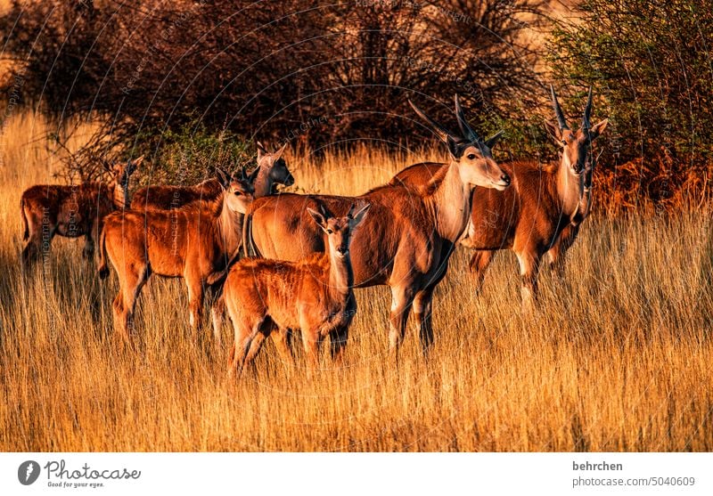 family ties Animal family Kalahari desert Commen eland Antelope Wilderness Wild animal Free Animal portrait Exceptional Fantastic travel Vacation & Travel Grass