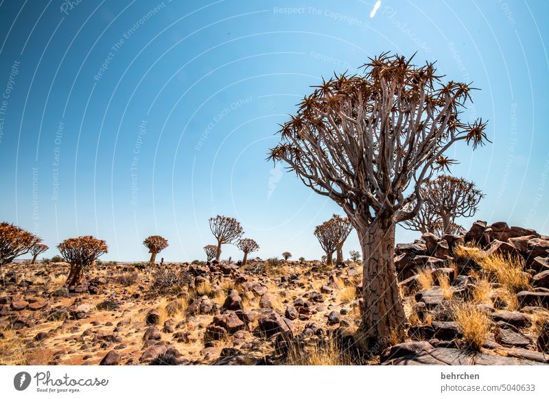 forest Kokerboom tree Tree Exceptional Namib desert Sunlight Namibia Africa Desert Colour photo Impressive especially Sky Nature Vacation & Travel Keetmanshoop