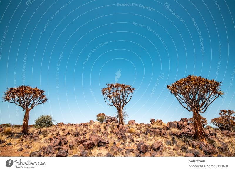 quiver tree forest Kokerboom tree Tree Exceptional Namib desert Sun Sunlight Namibia Africa Desert wide Far-off places Wanderlust travel Colour photo Landscape