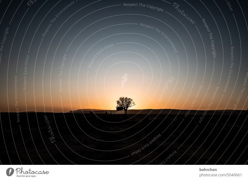 hope Kokerboom tree Dream Twilight Africa Colour photo Loneliness Impressive magical Adventure Landscape Desert wide silent Hope Tree Exceptional Dark