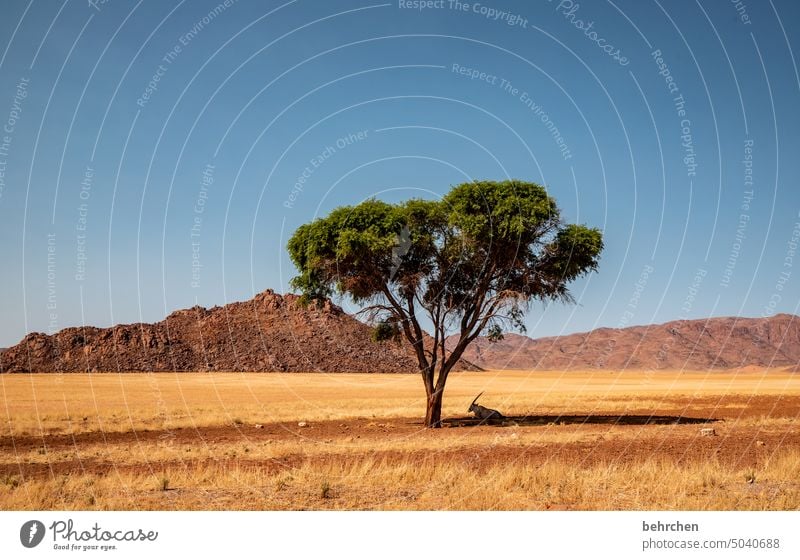 a shady place endlessness endless expanse Climate change Drought on one's own Survive aridity Dry Acacia Tree Loneliness Far-off places wide Sand Africa