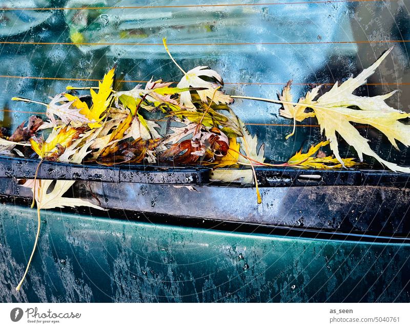 Autumn leaves on the rear window autumn leaves car Windscreen wiper Light Yellow Green Safety sure Car Window Rear Window Vehicle Means of transport Transport