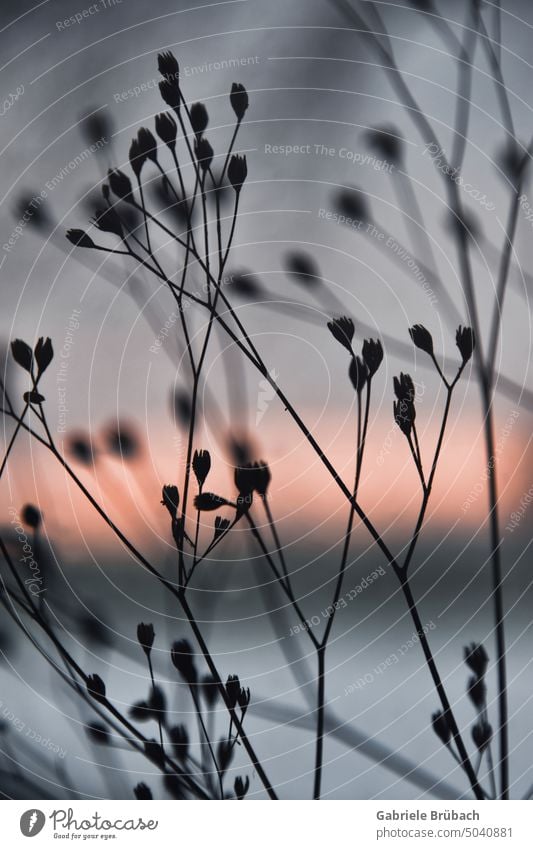 Grasses in evening red backlight grasses sunset Sunset Back-light evening mood Silhouette pink Gray blurred Autumn Cozy Evening Moody Red Faded romantic