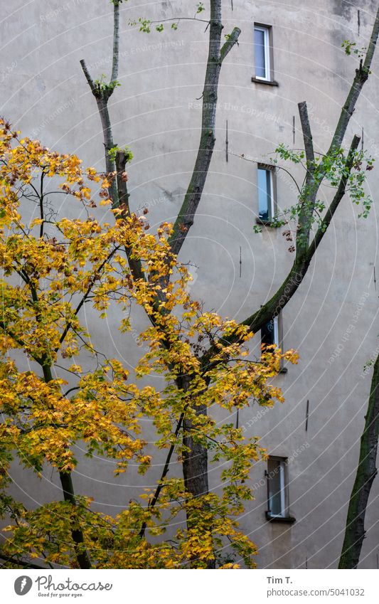 Backyard Prenzlauer Berg Autumn Tree Colour photo Window Courtyard Deserted Town Downtown House (Residential Structure) Day Old town Old building Berlin