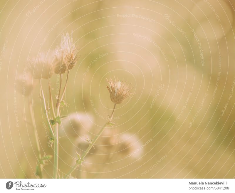 Magic of the seasons Seasons change of seasons vegetation Autumn Autumnal Nature Transience autumn mood Early fall Exterior shot Colour photo late summer