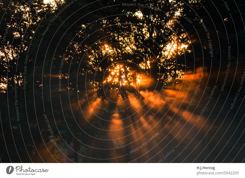 Light rays of the evening sun Exterior shot Nature Deserted Colour photo Forest Evening Twilight Contrast Shadow Silhouette Subdued colour Tree Mystic Dark