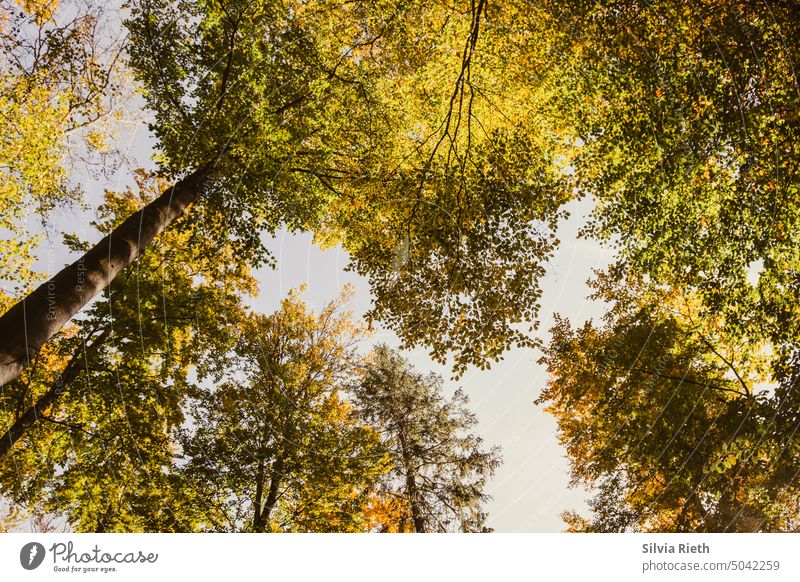 Autumn leafy forest wide angle shot from bottom to top Autumnal Autumn leaves Tree trees forest Nature Forest Landscape Autumnal colours Exterior shot