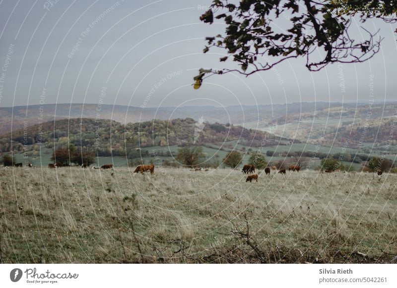 View of a hilly autumn landscape in the Rhön with cattle grazing on a meadow Autumn Landscape cows Cows in the pasture Hill Hilly landscape Nature Willow tree