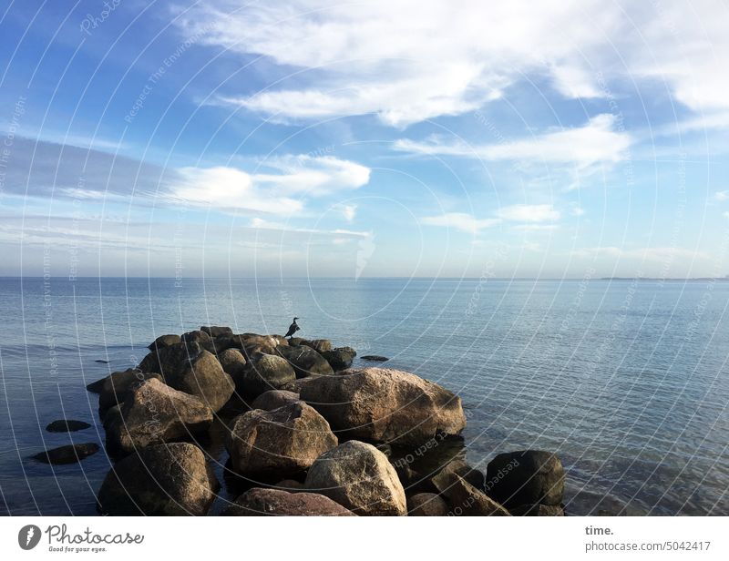 Stage with poser Cormorant Bird Animal Ocean Break water Environment Twilight Far-off places Blue bluish coast Nature Ease Waves Moody Clouds Baltic Sea Water