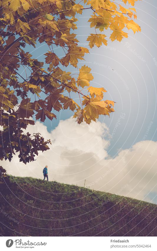 autumn walk coloured leaves Autumnal colours Blue sky white clouds To go for a walk Beautiful weather being out Yellow Hill Man in the background fresh air