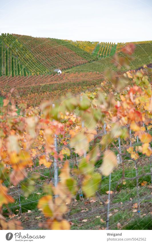 Wine trail near Öhringen with colorful leaves Vine foliage variegated Autumn Season Nature Transience