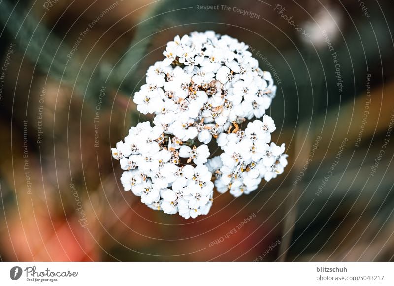 White yarrow in autumn Autumn Plant Flower mountain flower Alps Switzerland Suisse suisa Grisons Achillea millefolium