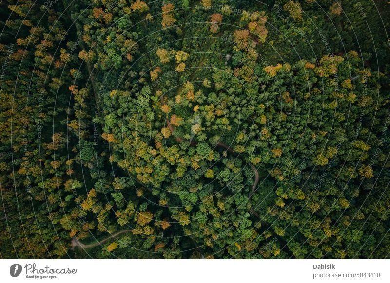 Top view of autumn forest with colored trees nature top fall landscape foliage background outdoors abstract woodland light leaf green orange plant park colorful