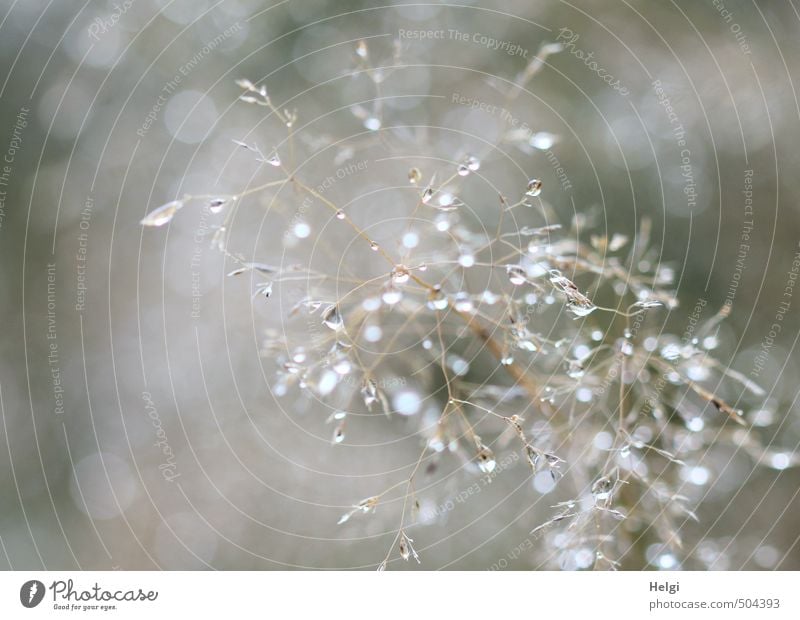 bummed... Nature Plant Autumn Grass Wild plant Meadow Glittering Hang To dry up Esthetic Authentic Exceptional Thin Simple Wet Natural Brown Gray White Calm