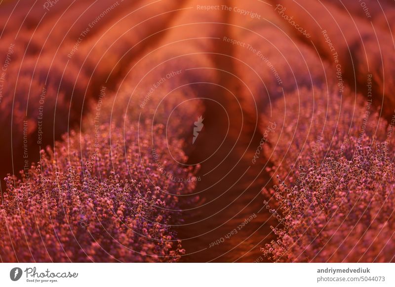 close up of bushes lavender blooming scented fields on sunset. lavender purple aromatic flowers at lavender fields of the French Provence near Paris.