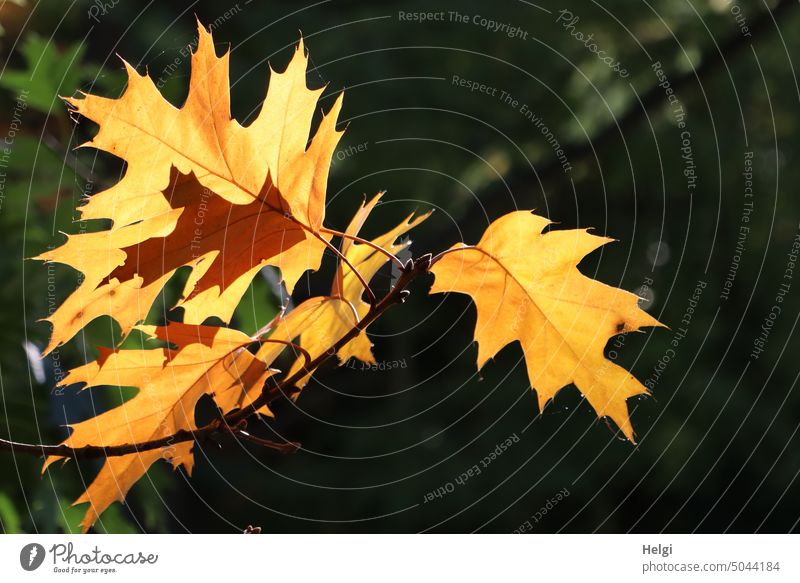 Autumn light - yellow maple leaves backlit by the sun Leaf Maple leaf Autumnal colours Illuminate Back-light Light Shadow Sunlight autumn lights Colour photo