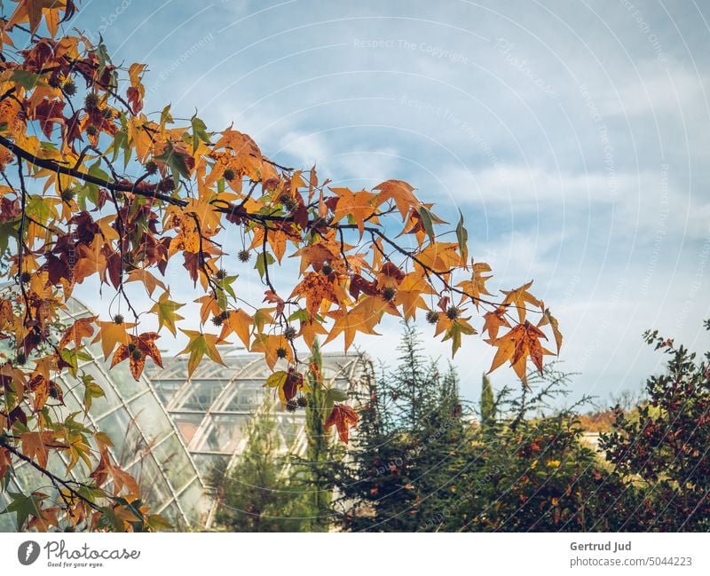 Branch of amber tree in autumn coloring Autumn autumn colours Autumnal Autumn leaves Autumnal colours Nature autumn mood Seasons foliage Leaf Transience