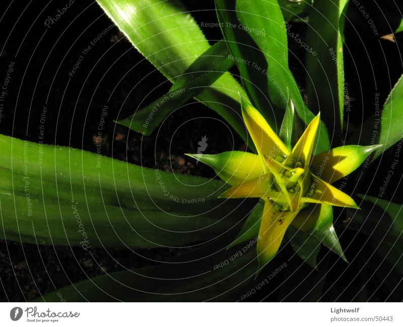 Here comes the sun Blossom Yellow Leaf Green Frankfurt October Sunbeam Star (Symbol) Plant Narrow Greenhouse Esthetic Geometry Interior shot Dark background