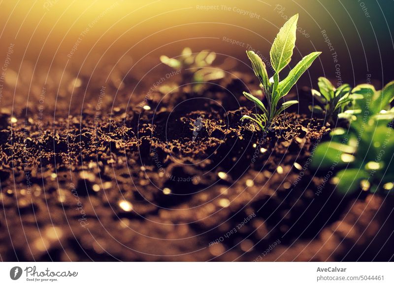 Close-up on plant seedling on a dry soil.Save the planet.Enviroment concept, planting vegetables earth eco environmental protection save ecology life global