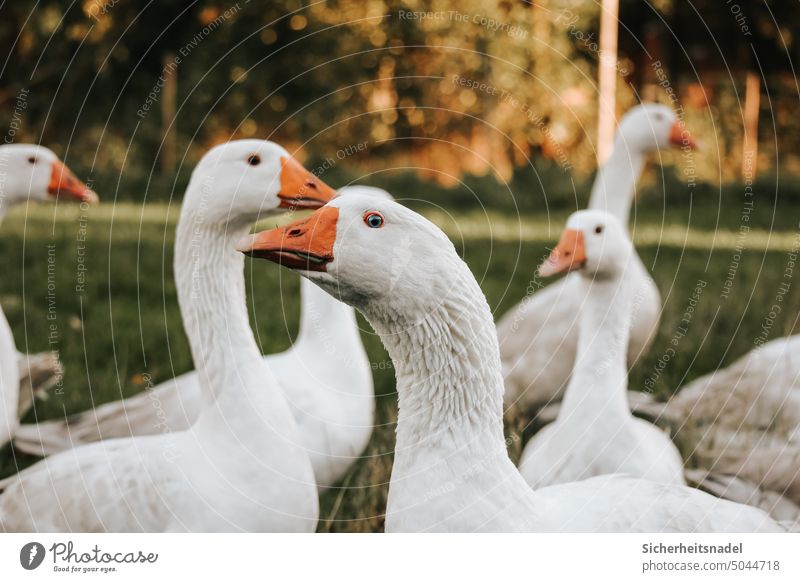 Geese on the meadow Goose geese Deserted Group of animals Poultry Exterior shot Farm animal Free-range rearing Keeping of animals Free-roaming