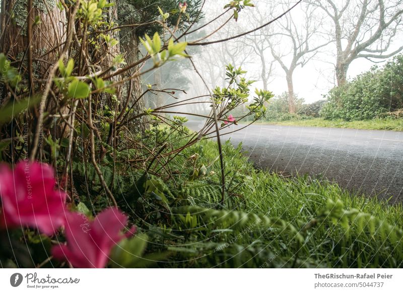 Green wayside with road Street Asphalt Driving Transport Road traffic Traffic infrastructure Exterior shot Motoring Lanes & trails Country road trees Azores