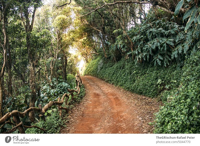 Forest road in jungle Street Driving Transport Road traffic Traffic infrastructure Exterior shot Motoring Lanes & trails Country road trees Azores Deserted