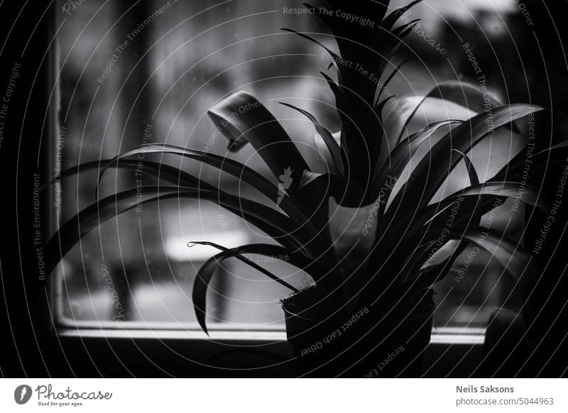 living in the frame plant windowsill room flower leaves wide spread glass wooden frame monochrome black and white dark gloomy window frame darkness sad