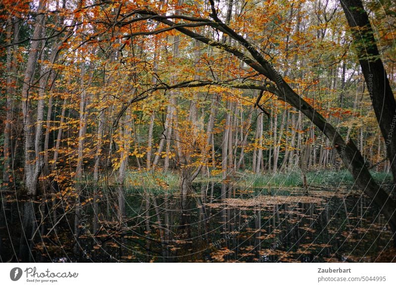 Autumn mood on the flowing water, tree forms an arch Autumnal Tree Arch Body of water foliage Autumn leaves variegated Yellow autumn mood Autumnal colours