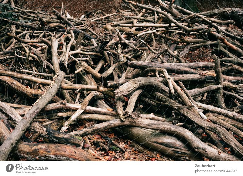 Collected dead wood in a pile reminds bones Wood Log Heap heaped Bone Eerie Swarming disheveling Forest Forestry Forest death Firewood Logging Tree