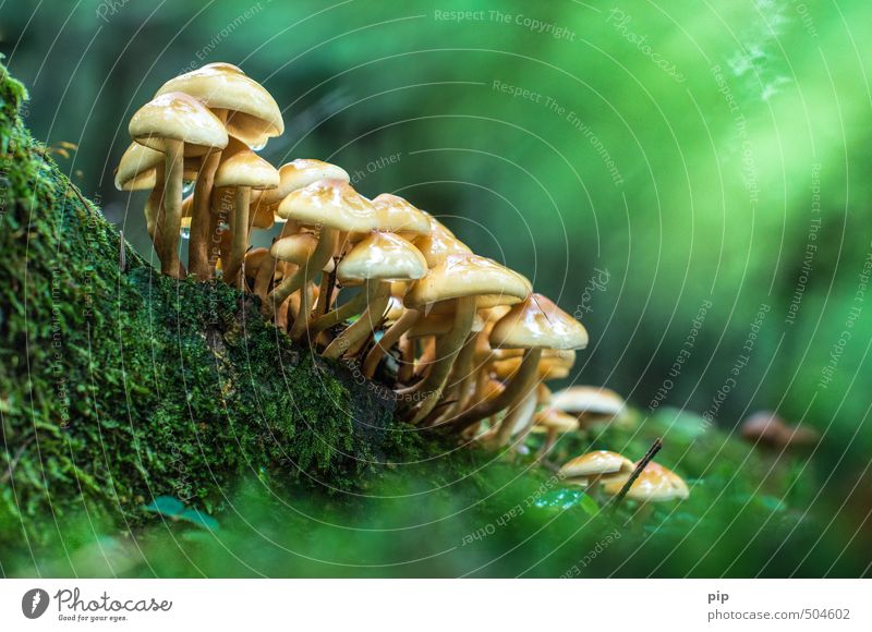 druid meeting in the carnival forest Nature Autumn Beautiful weather Moss Forest Fresh Yellow Green Kuehneromyces mutabilis Mushroom Mushroom cap Multiple