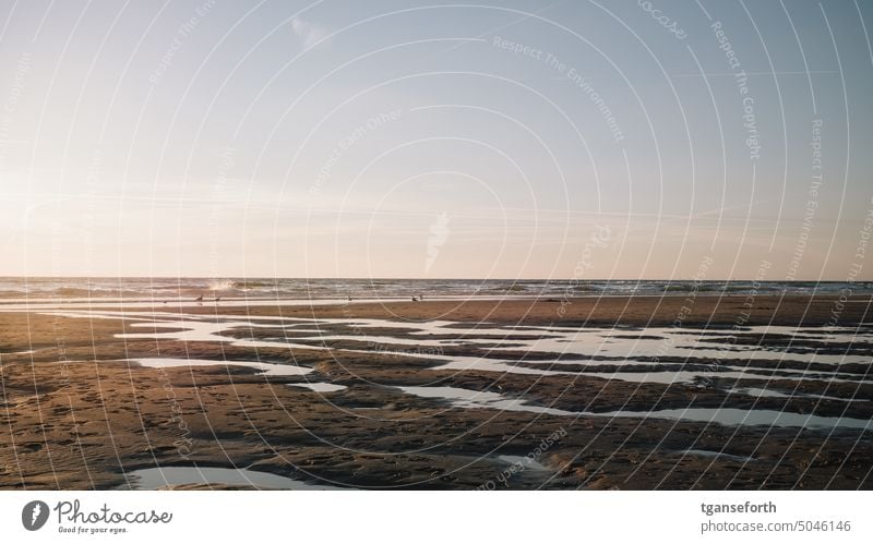 North Sea near Zandvoort Netherlands zandvoort Beach Ocean Sand Sky Landscape Nature Clouds Horizon Tourism Colour photo Water coast Vacation & Travel