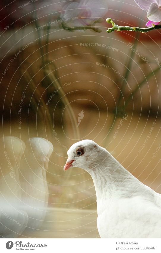 looking-glass world Plant Animal Orchid Leaf Blossom Farm animal Pigeon 1 Observe Esthetic Fantastic Bright Beautiful Uniqueness Crazy White Graceful Reflection