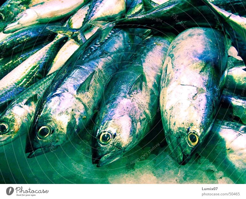 Fresh fish Fish market Green Glittering Mackerel Ocean Set of teeth Nutrition Markets Barn Blue Silver Death freshly caught Fisheye Ice