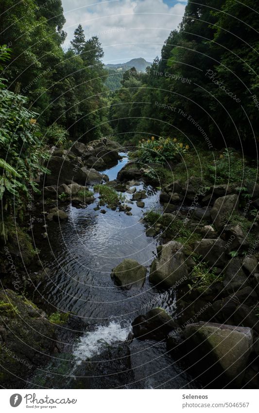 Plitsch Platsch Nature Environment River River course naturally Vantage point vacation Far-off places Freedom Azores Portugal Exterior shot Colour photo