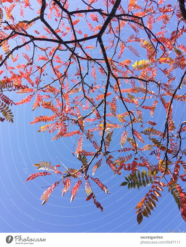 loose foliage or knot-aesthetic Tree Nature Sky Blue Red Autumn Autumnal Autumnal colours Autumn leaves autumn mood Worm's-eye view Staghorn sumac Seasons