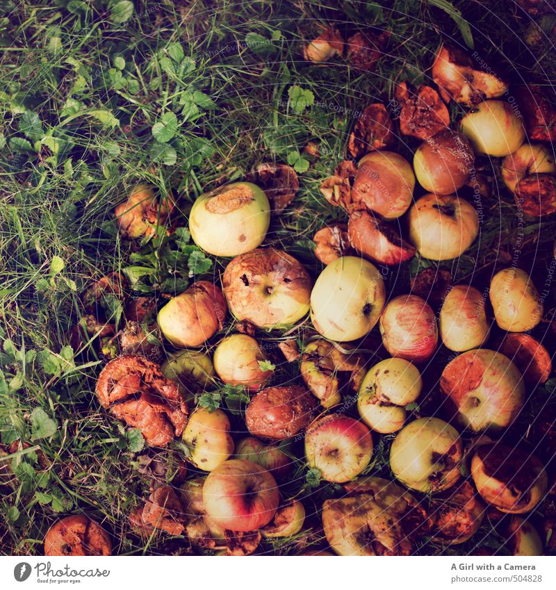 The harvest Food Apple Nutrition Nature Autumn Grass Field Lie Thanksgiving Harvest Together Side by side Subdued colour Exterior shot Detail Deserted